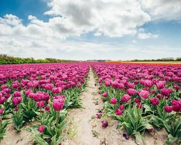 Floraison Époustouflante de Tulipes en 2023