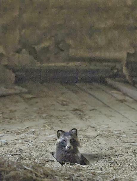 Dans la maison abandonnée