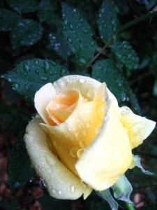 Rose_yellow_dew-630x840