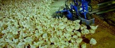 Samsara - 6 minutes sur l'industrie alimentaire qui donne froid dans le dos (Vidéo)
