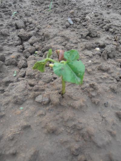 Abigail Wheatley & Emily Bone / J'apprends à jardiner