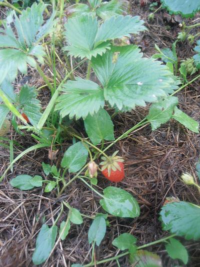 Abigail Wheatley & Emily Bone / J'apprends à jardiner