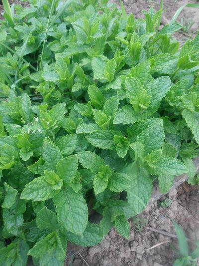 Abigail Wheatley & Emily Bone / J'apprends à jardiner