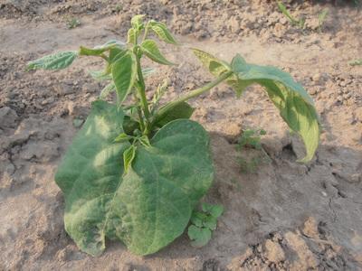 Abigail Wheatley & Emily Bone / J'apprends à jardiner