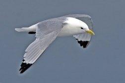 Les trésors du Chat : Les mouettes du lac Salé…