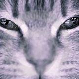 Bonne Saint-Jean, et à bientôt !