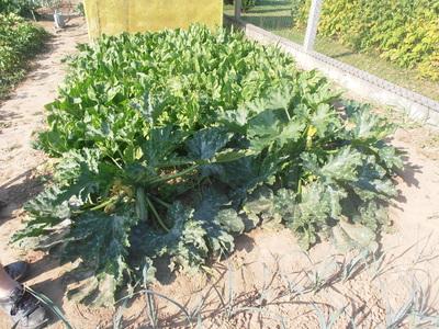 Richard Bird / Des légumes frais et sains toute l'année dans mon potager