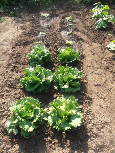 Richard Bird / Des légumes frais et sains toute l'année dans mon potager