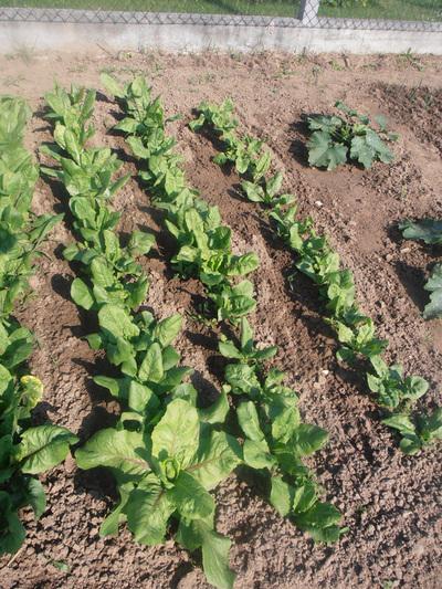 Richard Bird / Des légumes frais et sains toute l'année dans mon potager