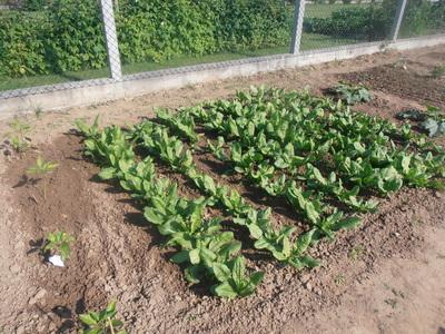 Richard Bird / Des légumes frais et sains toute l'année dans mon potager