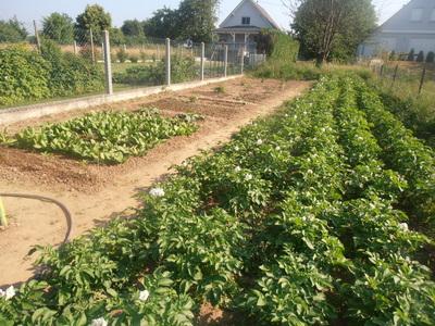 Richard Bird / Des légumes frais et sains toute l'année dans mon potager