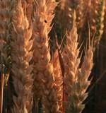 Puzzle à l'abri de la différence (6)