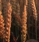 Puzzle à l'abri de la différence (4)