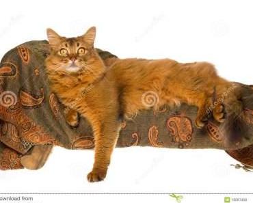 Signe des temps, par Jean-Pierre Vidal…