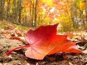 IwRmhH_4658079feuille-d-automne-jpg