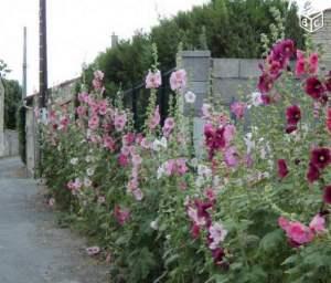 C'est ça, des roses trémières, pour ceux qui ne sauraient pas :)