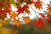 fall_leaves_1_