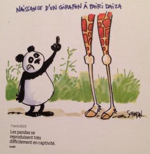 Naissance à Pairi Daiza