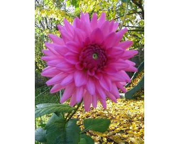 Le premier de chaque mois, c'est extra