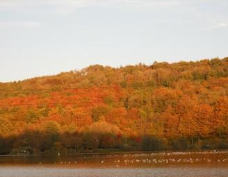 Abécédaire de l'automne