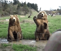 Y a pas à dire au Canada, même les ours sont polis !