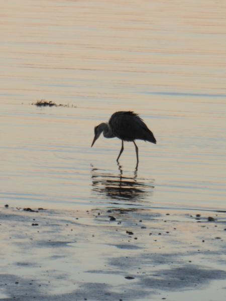 chat qui louche, maykan, alain gagnon, francophonie, littérature, Québec