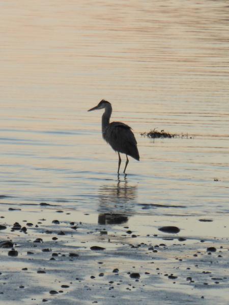 chat qui louche, maykan, alain gagnon, francophonie, littérature, Québec