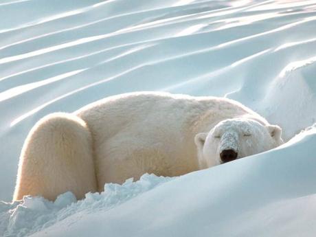 Sleeping-Beauty-Polar-Bear