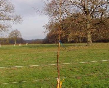 Je plante des arbres pour le climat