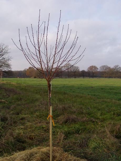 pêcher de vigne