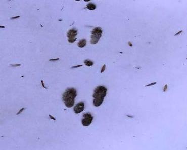 Un conte de Noël de Karine St-Gelais…