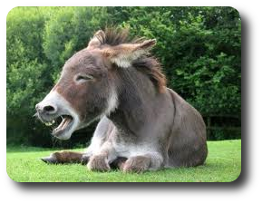 Afficher l'image d'origine