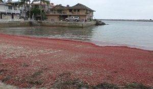 Une baraque rouge et moche comme tout, à Venice, Amérique... de Marie-Gisèle Landes-Fuss