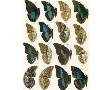 L’effet papillon, un texte de Denis Ramsay…