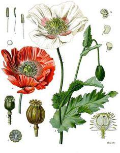 pavot-opium