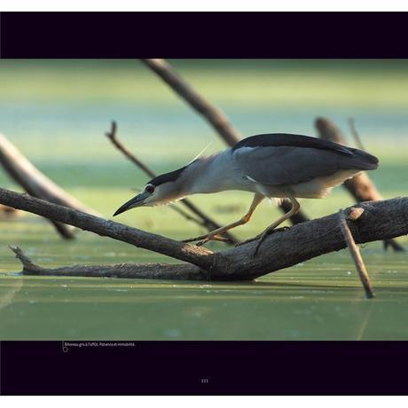 Photo de Fabrice Cahez, source : le club biotope