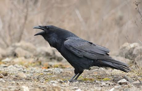 La douleur porte un costume de plumes