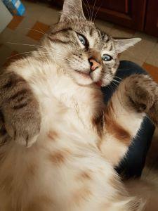 BU Hui-ryeong – Féline *** BU Hui-ryeong – Féline ***