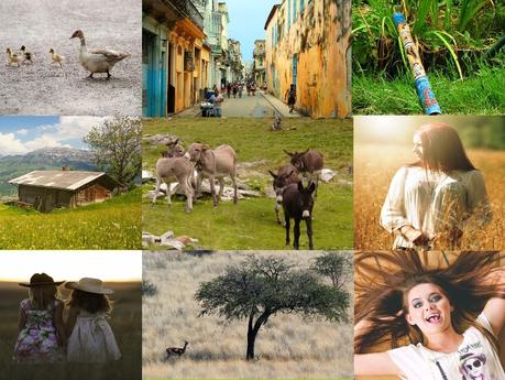 Romane et la chasse aux ânes