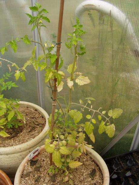 Un désastre au potager et au verger