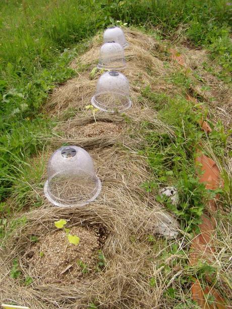 Un désastre au potager et au verger