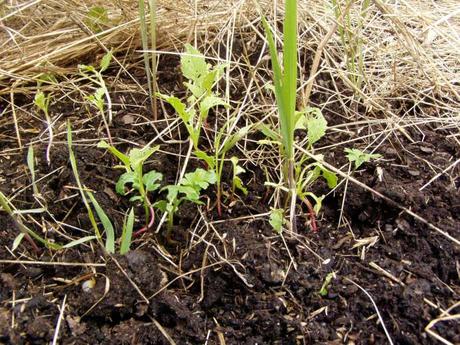 Un désastre au potager et au verger