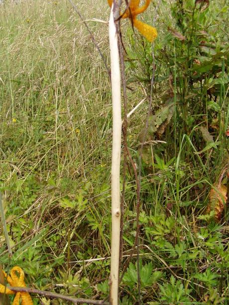 Un désastre au potager et au verger