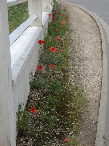 Coquelicot dans le village