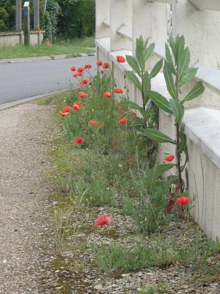 Coquelicot dans le village