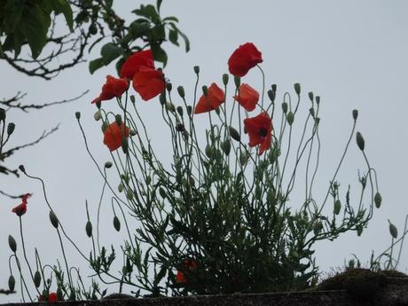 Coquelicot dans le village