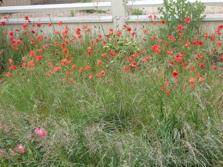 Coquelicot dans le village