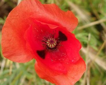 Coquelicot dans le village