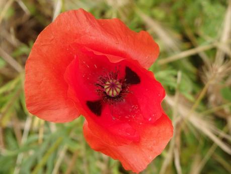 Coquelicot dans le village
