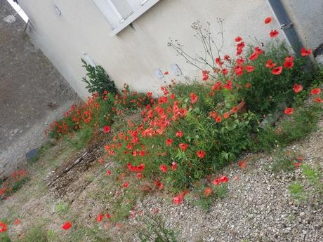 Coquelicot dans le village